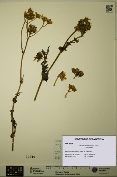 Senecio jacobeiformis [Espécimen: ULS:ULS:0022349]