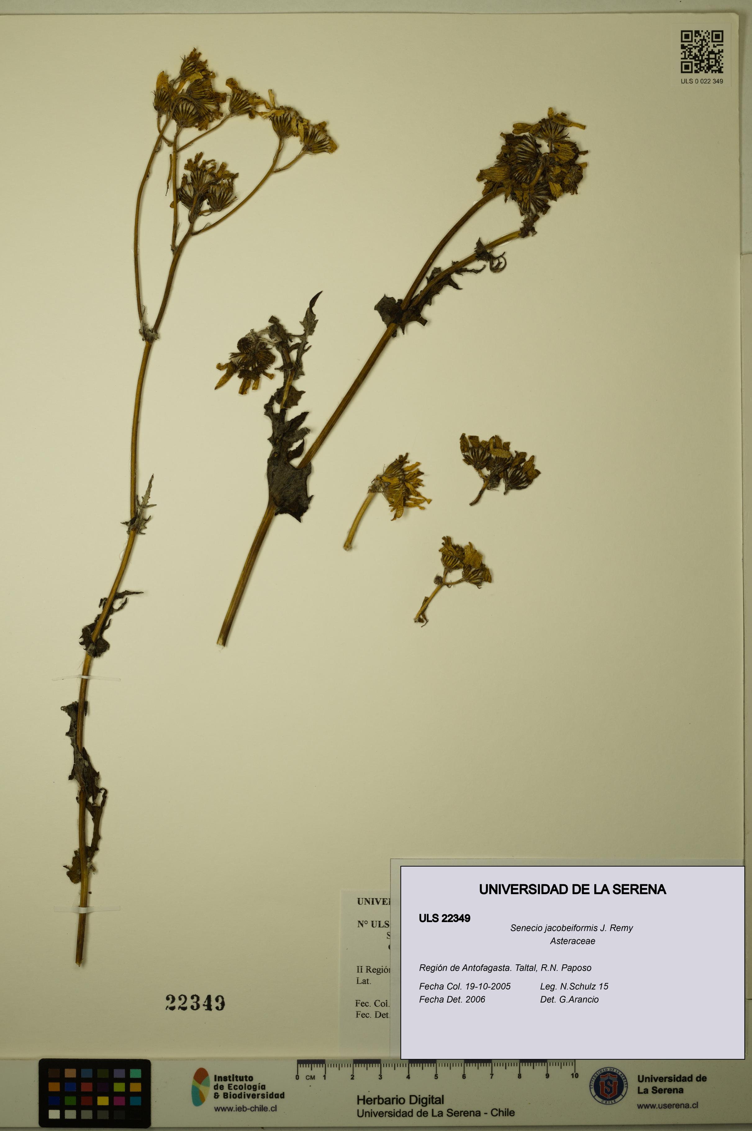 Senecio jacobeiformis [Espécimen: ULS:ULS:0022349]