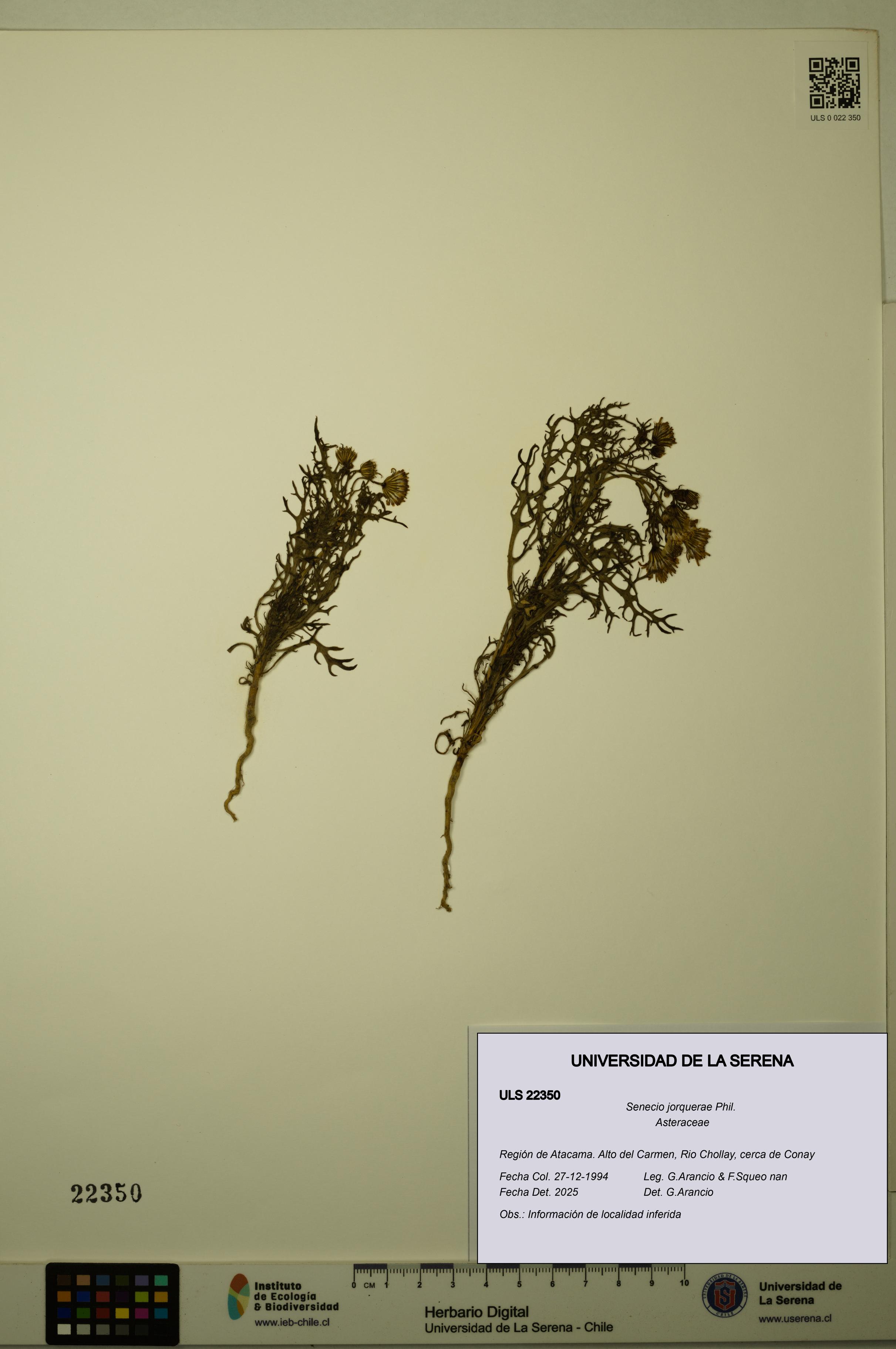 Senecio jorquerae [Espécimen: ULS:ULS:0022350]