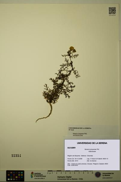 Senecio jorquerae [Espécimen: ULS:ULS:0022351]