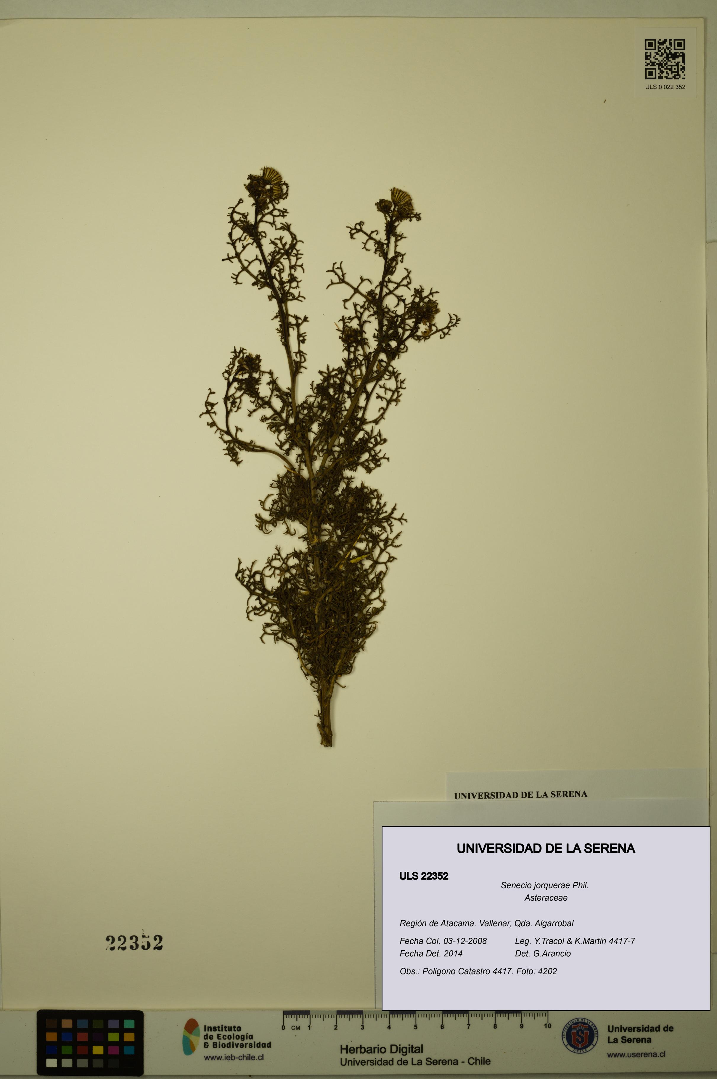 Senecio jorquerae [Espécimen: ULS:ULS:0022352]
