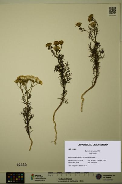 Senecio jorquerae [Espécimen: ULS:ULS:0022353]