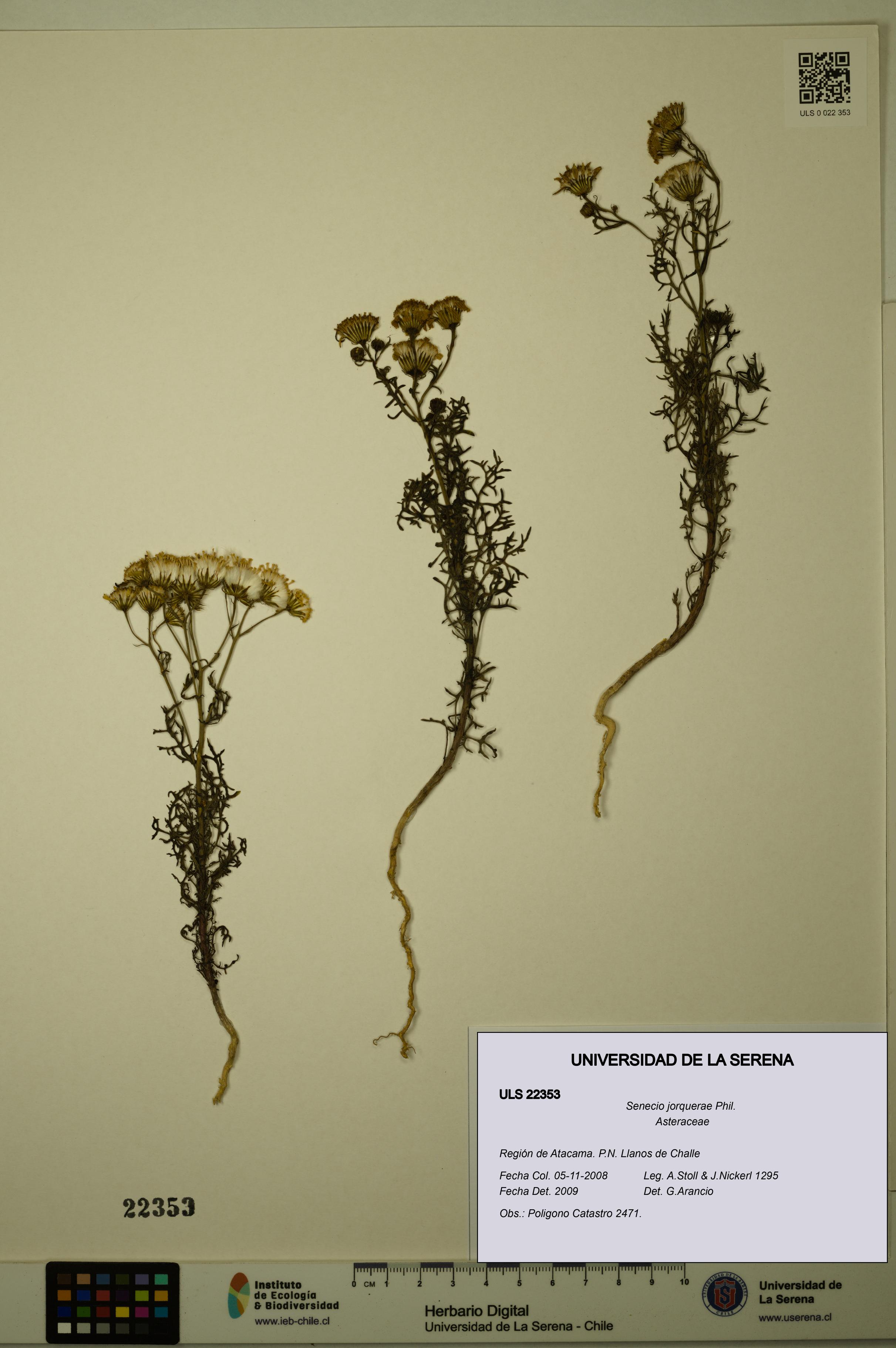 Senecio jorquerae [Espécimen: ULS:ULS:0022353]