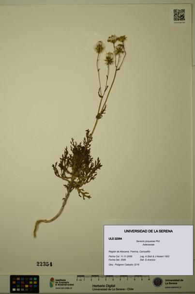 Senecio jorquerae [Espécimen: ULS:ULS:0022354]