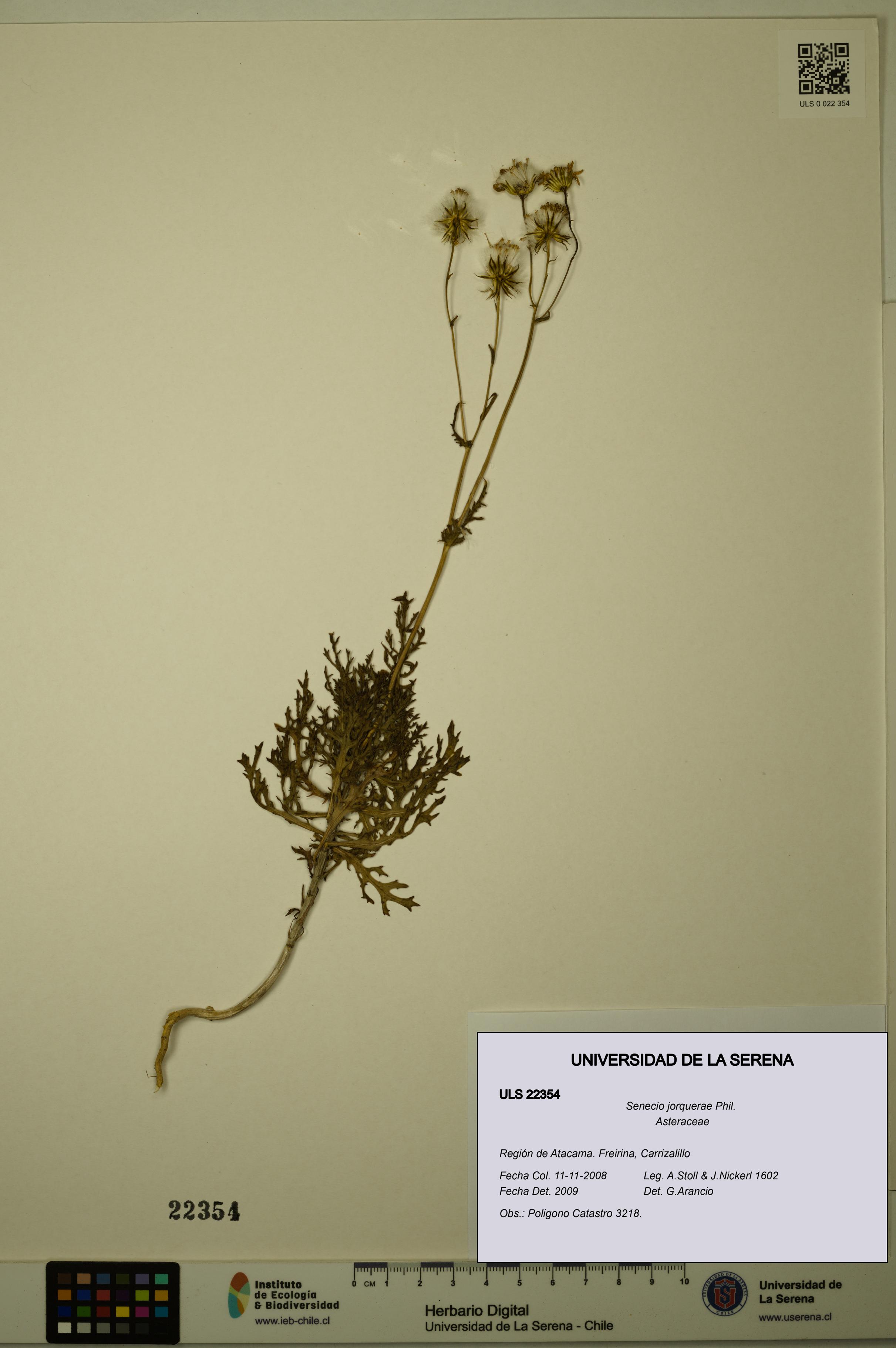 Senecio jorquerae [Espécimen: ULS:ULS:0022354]