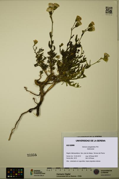 Senecio polygaloides [Espécimen: ULS:ULS:0022355]