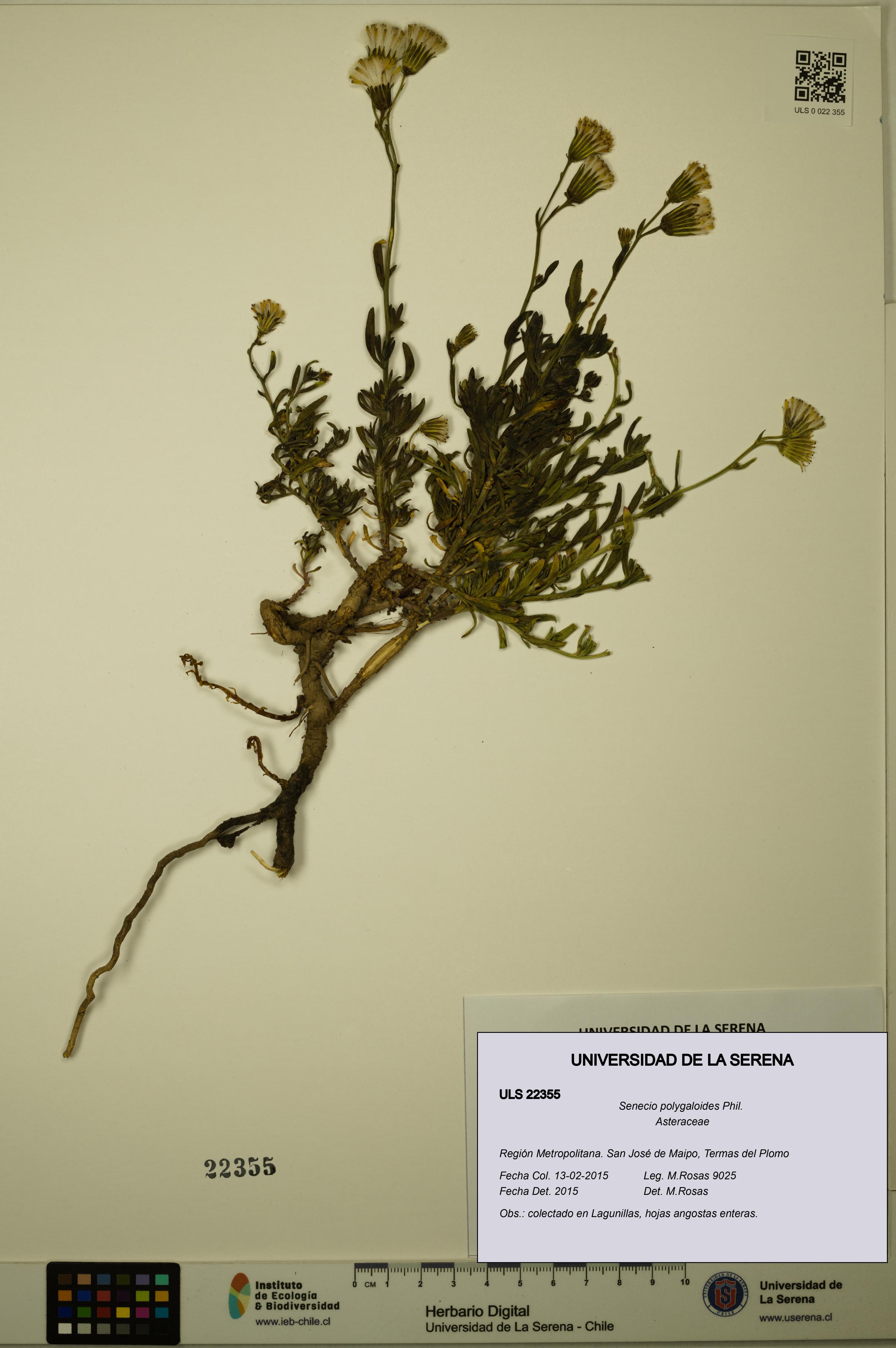 Senecio polygaloides [Espécimen: ULS:ULS:0022355]