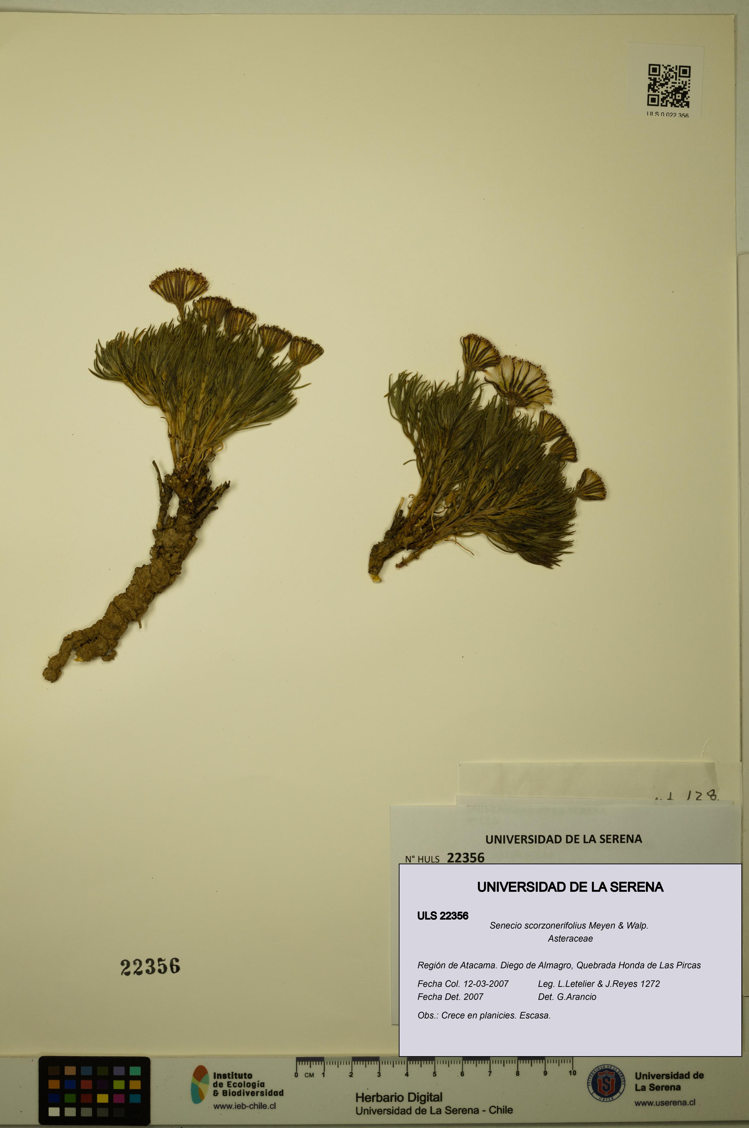 Senecio scorzonerifolius [Espécimen: ULS:ULS:0022356]