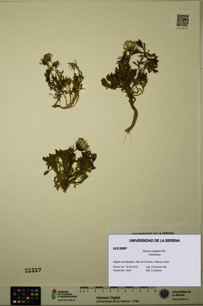 Senecio segethii [Espécimen: ULS:ULS:0022357]