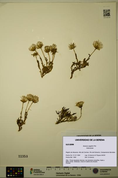 Senecio segethii [Espécimen: ULS:ULS:0022358]