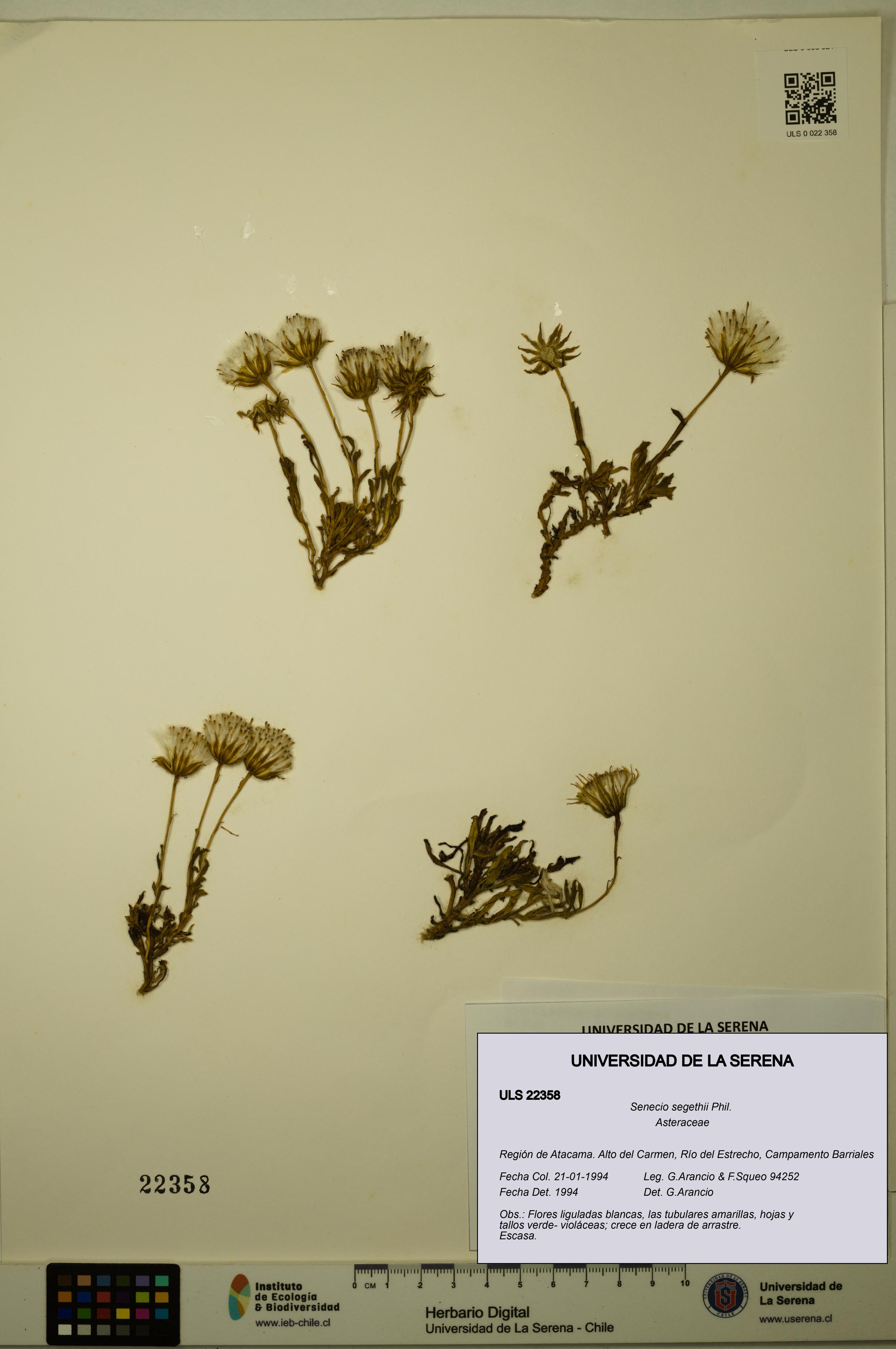 Senecio segethii [Espécimen: ULS:ULS:0022358]