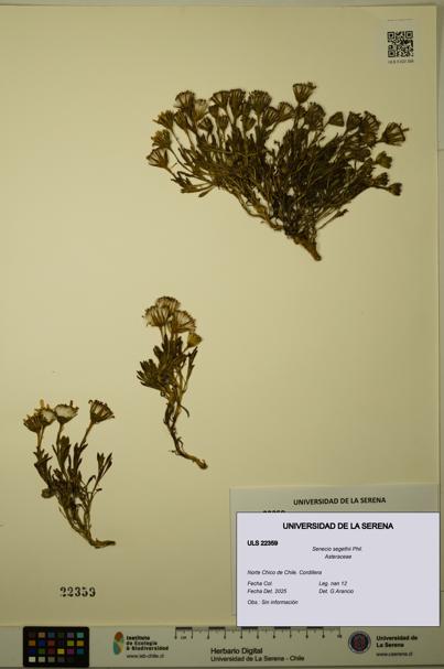 Senecio segethii [Espécimen: ULS:ULS:0022359]