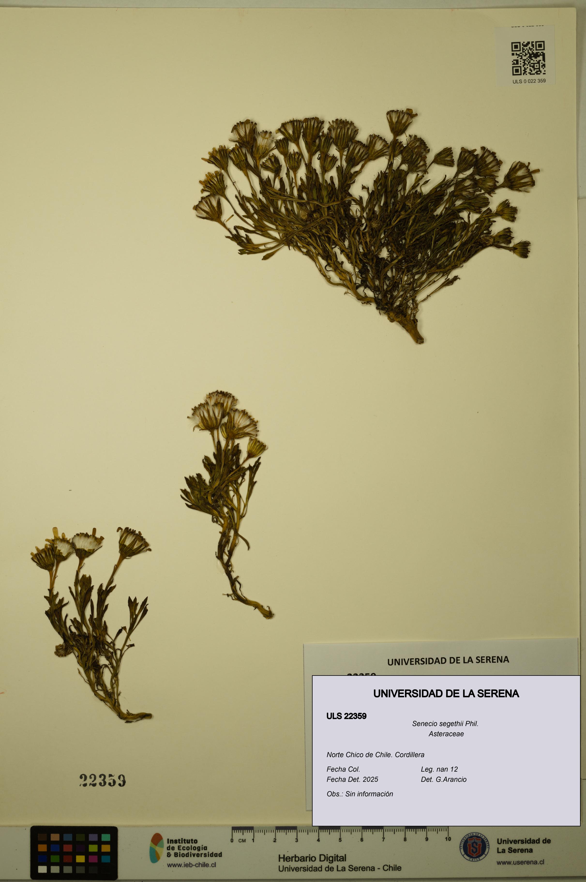 Senecio segethii [Espécimen: ULS:ULS:0022359]
