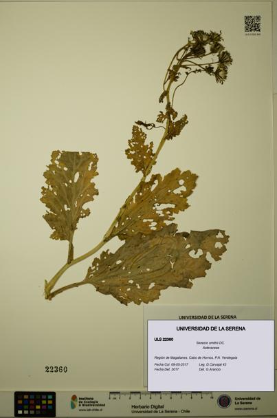 Senecio smithii [Espécimen: ULS:ULS:0022360]