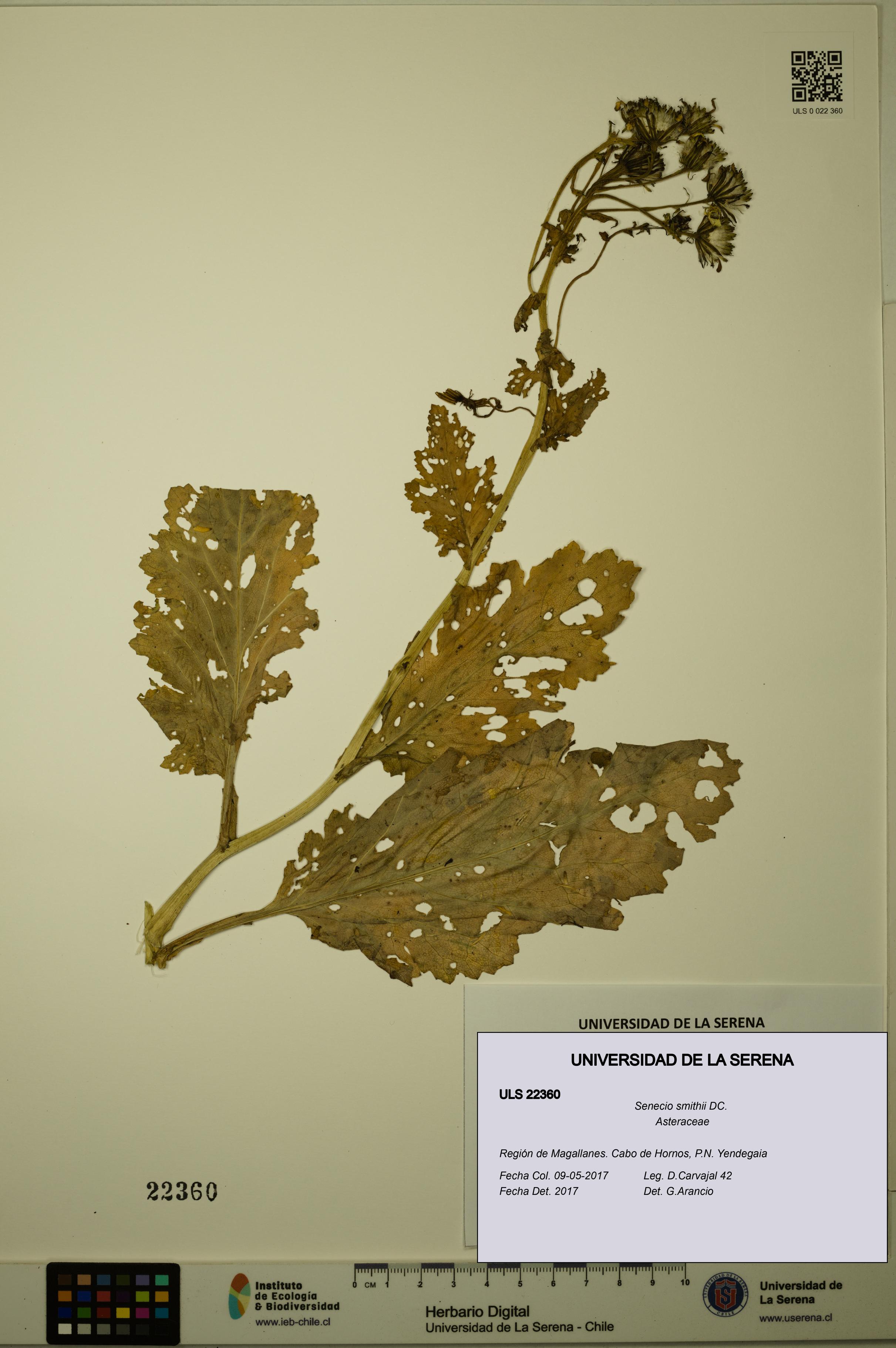 Senecio smithii [Espécimen: ULS:ULS:0022360]