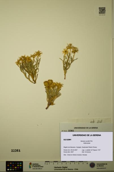 Senecio sundtii [Espécimen: ULS:ULS:0022361]