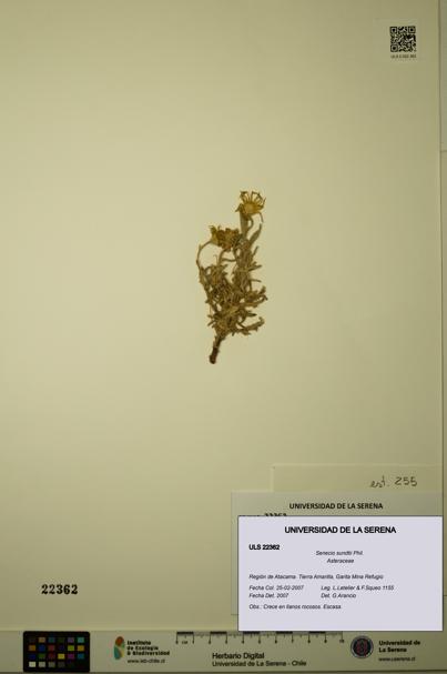 Senecio sundtii [Espécimen: ULS:ULS:0022362]