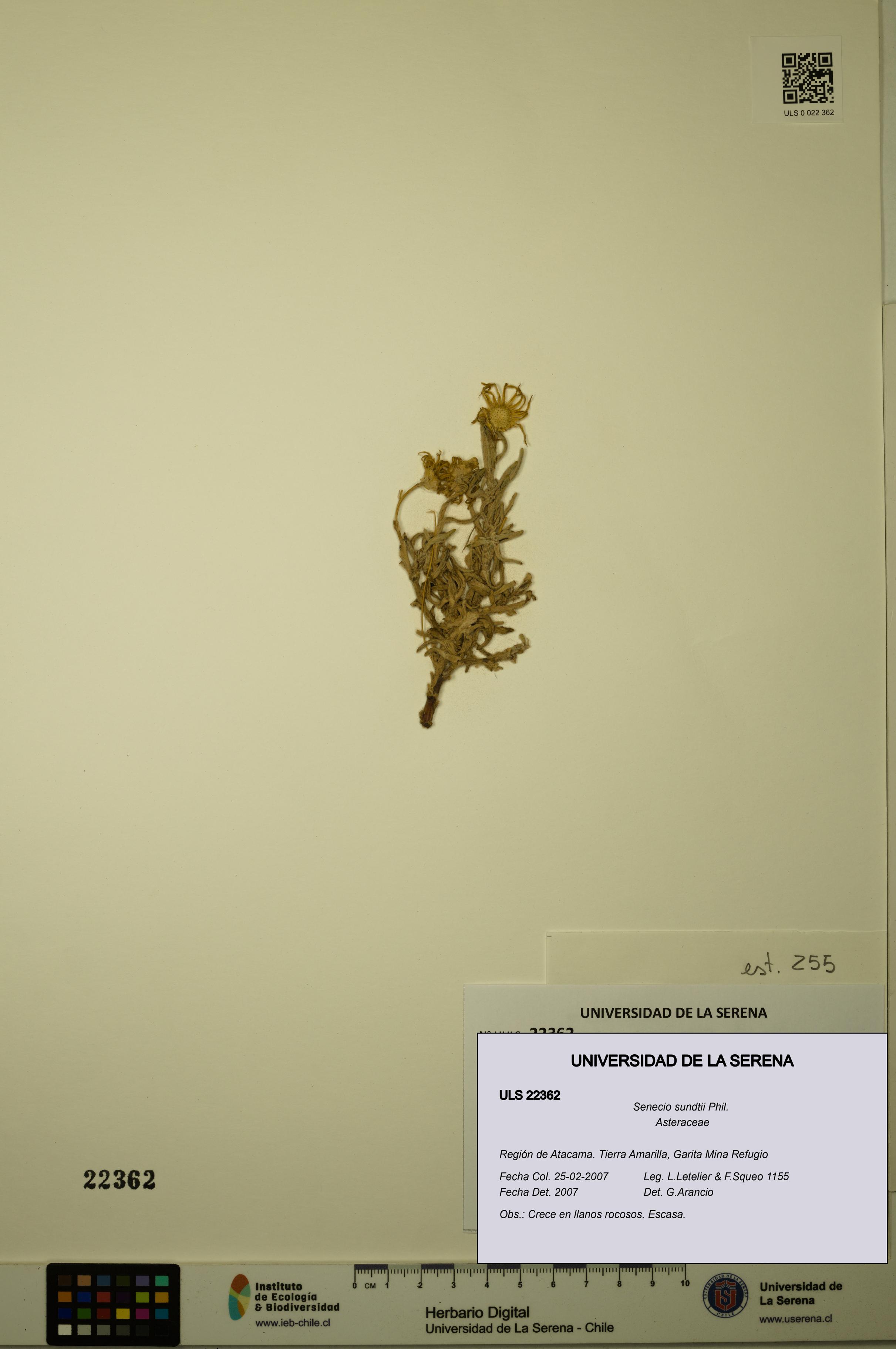 Senecio sundtii [Espécimen: ULS:ULS:0022362]