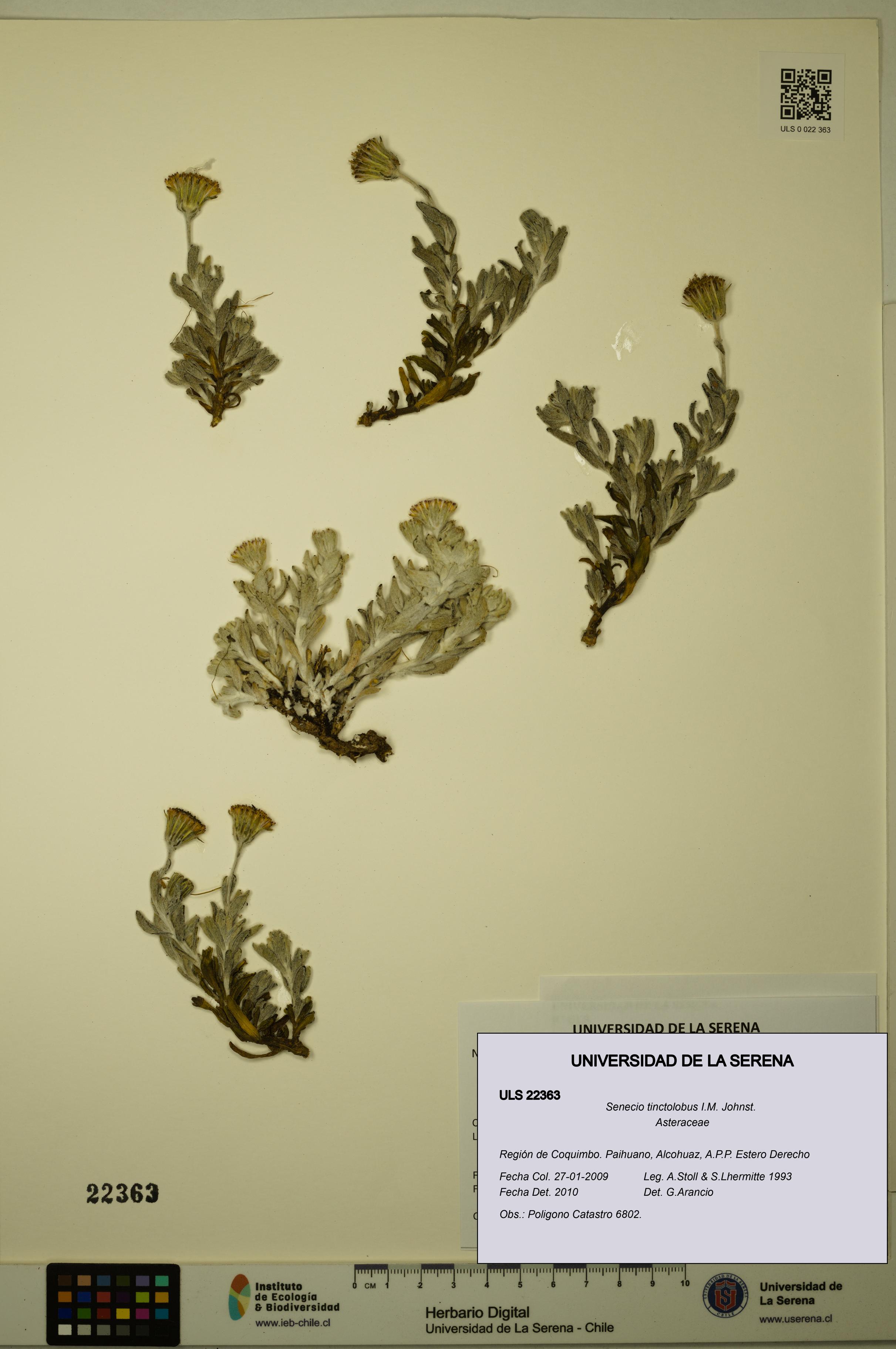 Senecio tinctolobus [Espécimen: ULS:ULS:0022363]