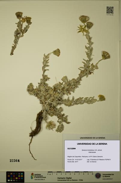 Senecio tinctolobus [Espécimen: ULS:ULS:0022364]