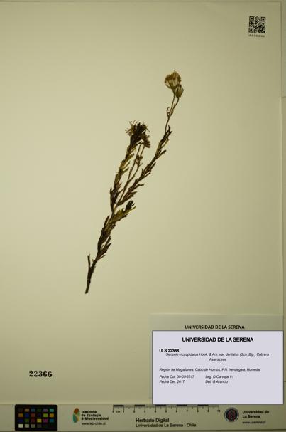 Senecio tricuspidatus var. dentatus [Espécimen: ULS:ULS:0022366]