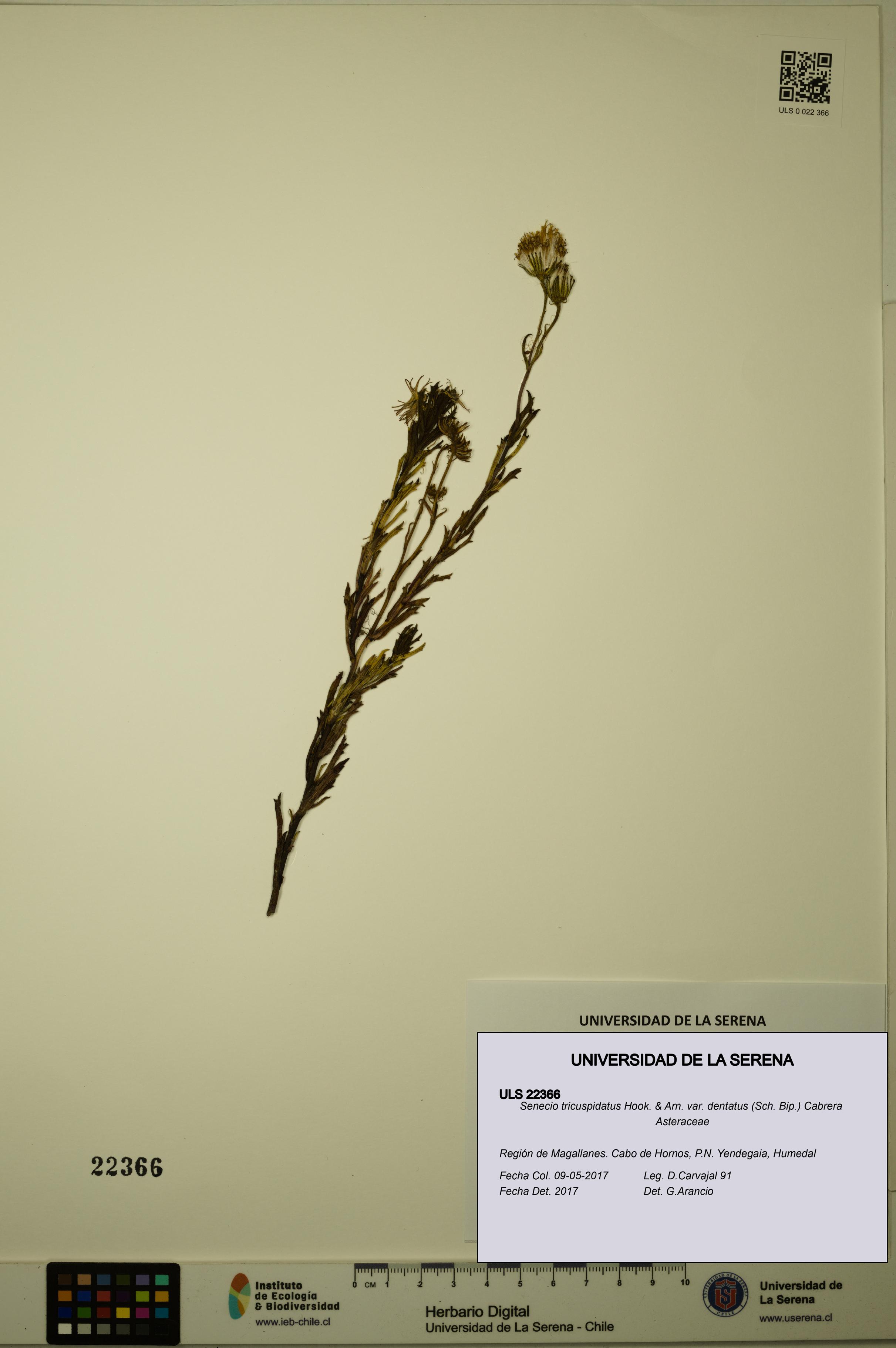 Senecio tricuspidatus var. dentatus [Espécimen: ULS:ULS:0022366]