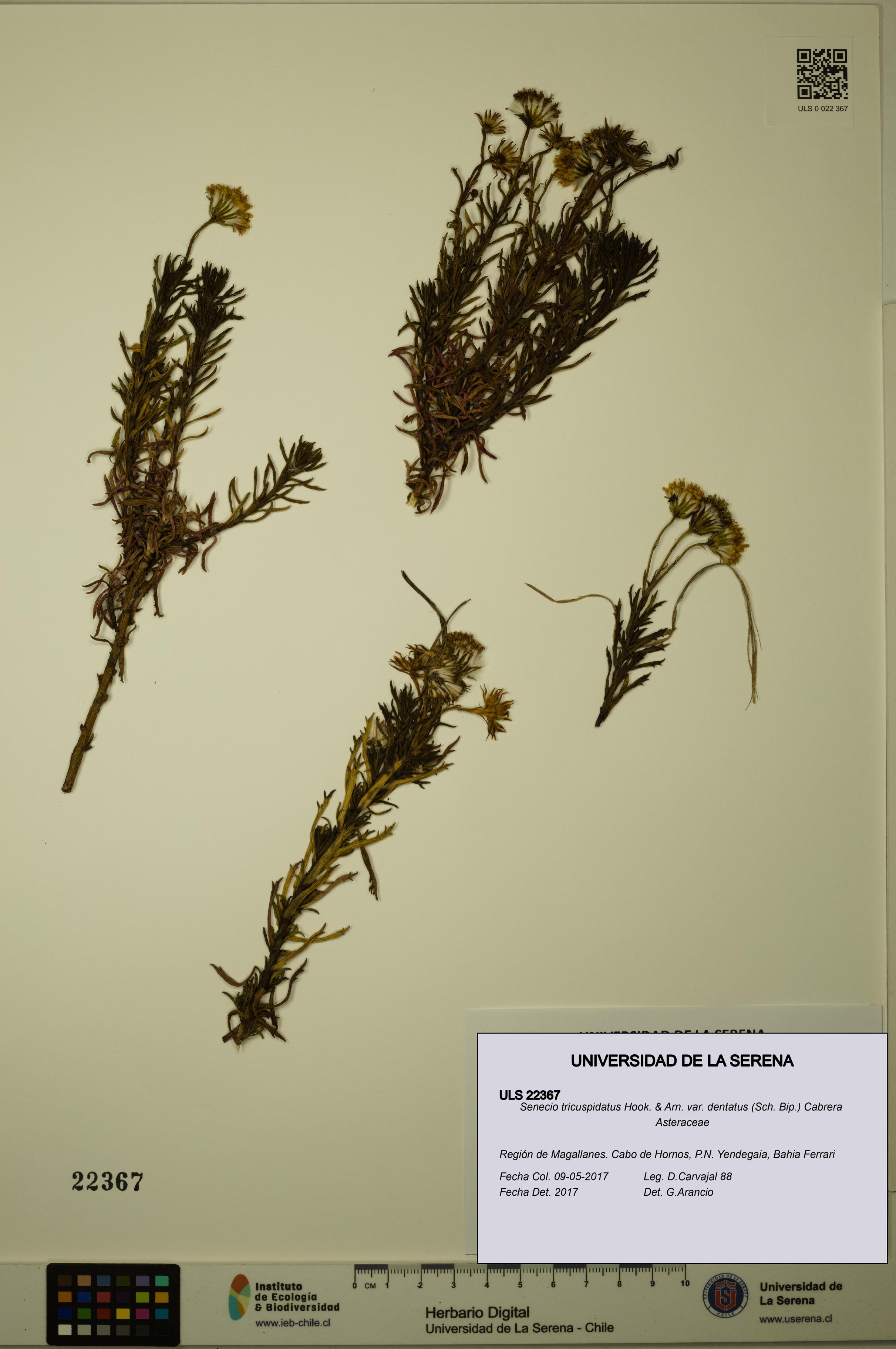 Senecio tricuspidatus var. dentatus [Espécimen: ULS:ULS:0022367]