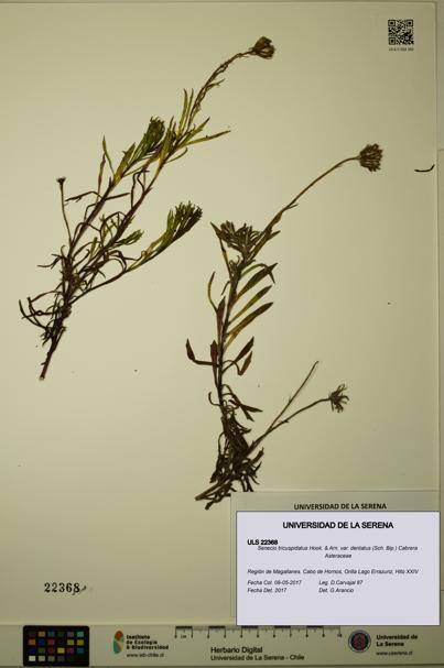 Senecio tricuspidatus [Espécimen: ULS:ULS:0022368]