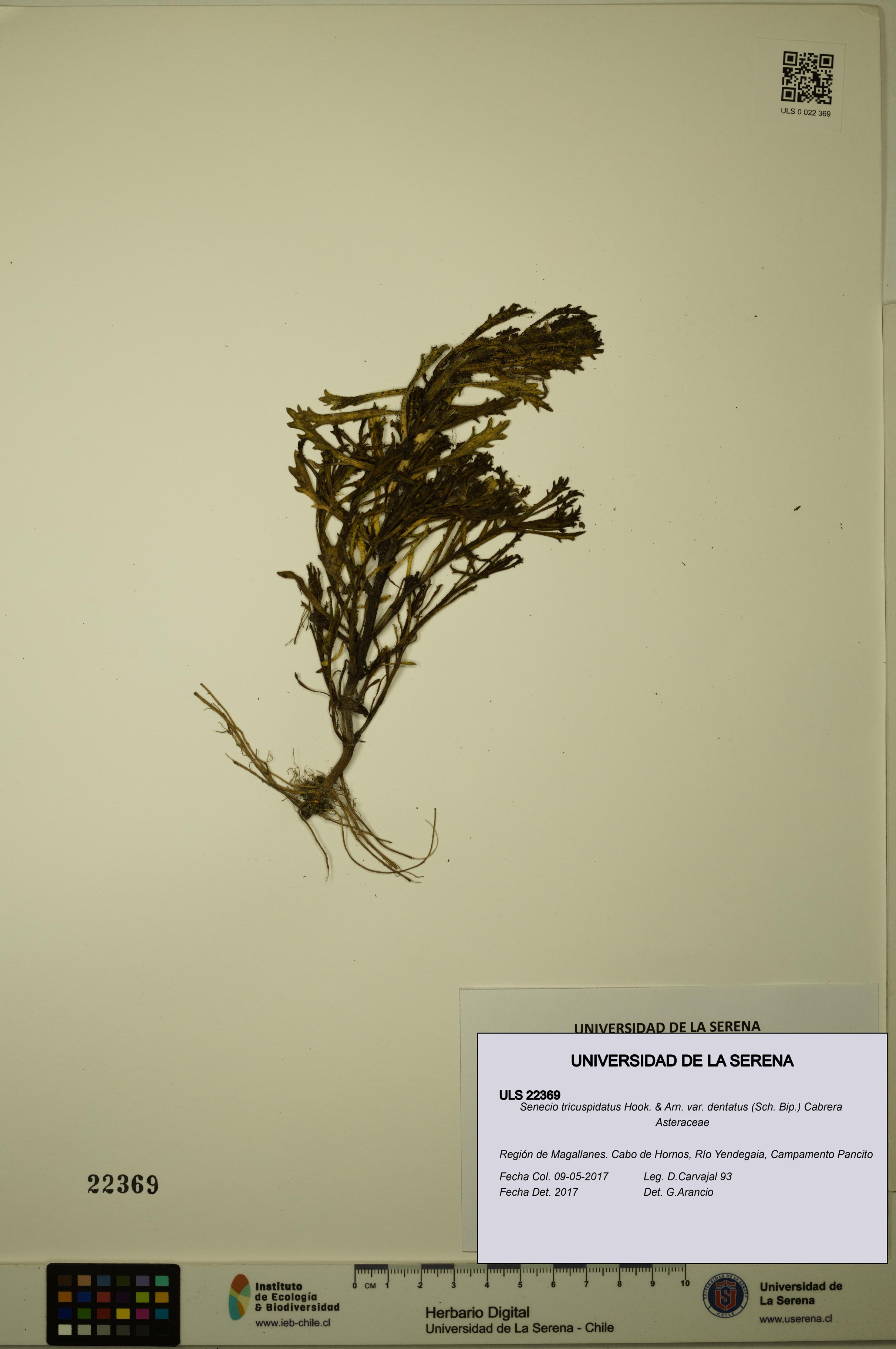 Senecio tricuspidatus var. dentatus [Espécimen: ULS:ULS:0022369]
