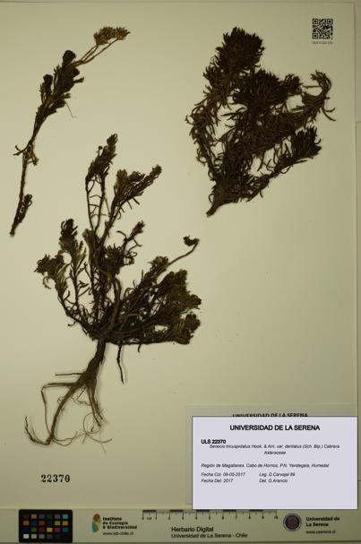 Senecio tricuspidatus var. dentatus [Espécimen: ULS:ULS:0022370]