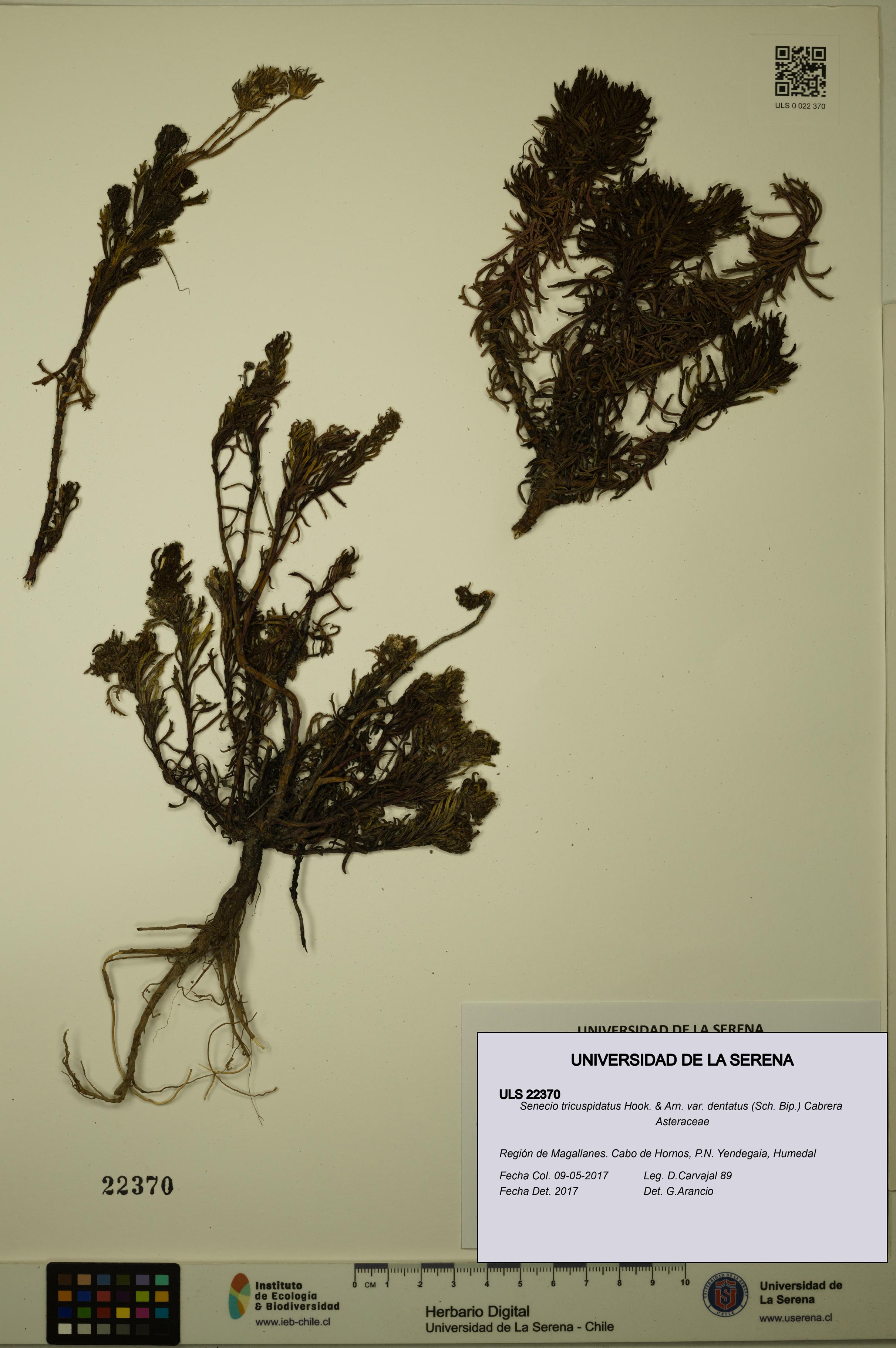 Senecio tricuspidatus var. dentatus [Espécimen: ULS:ULS:0022370]