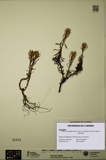 Senecio tricuspidatus [Espécimen: ULS:ULS:0022371]