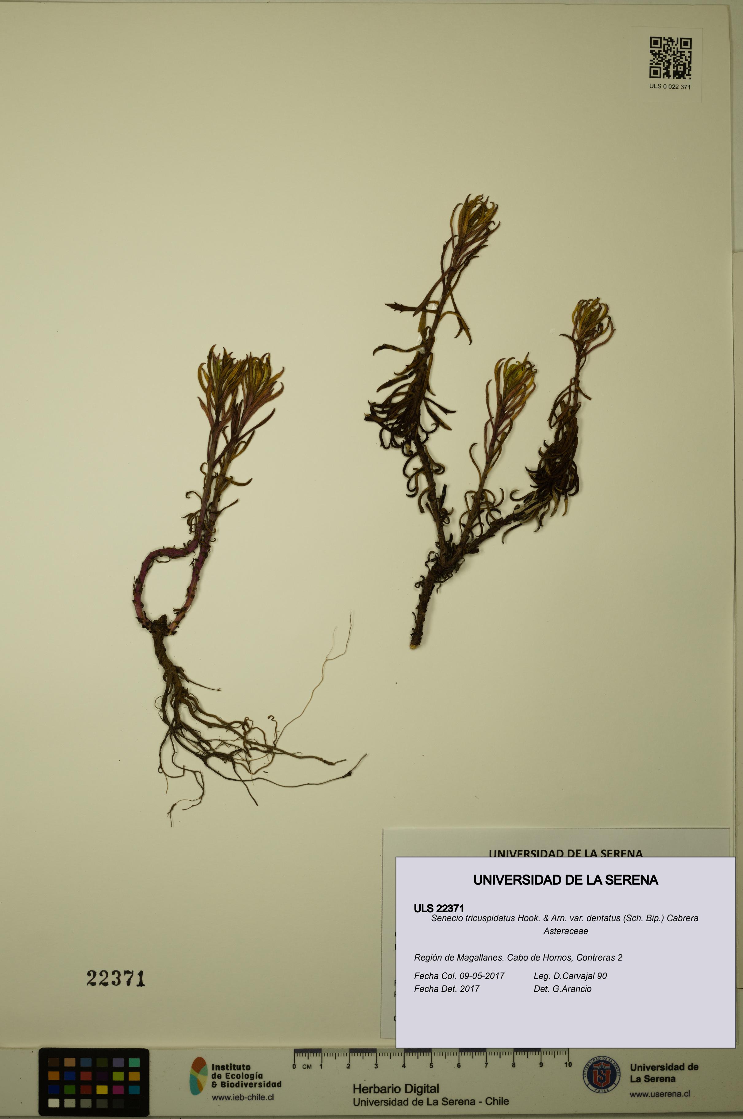 Senecio tricuspidatus [Espécimen: ULS:ULS:0022371]