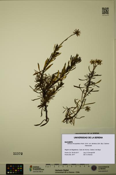 Senecio tricuspidatus [Espécimen: ULS:ULS:0022372]