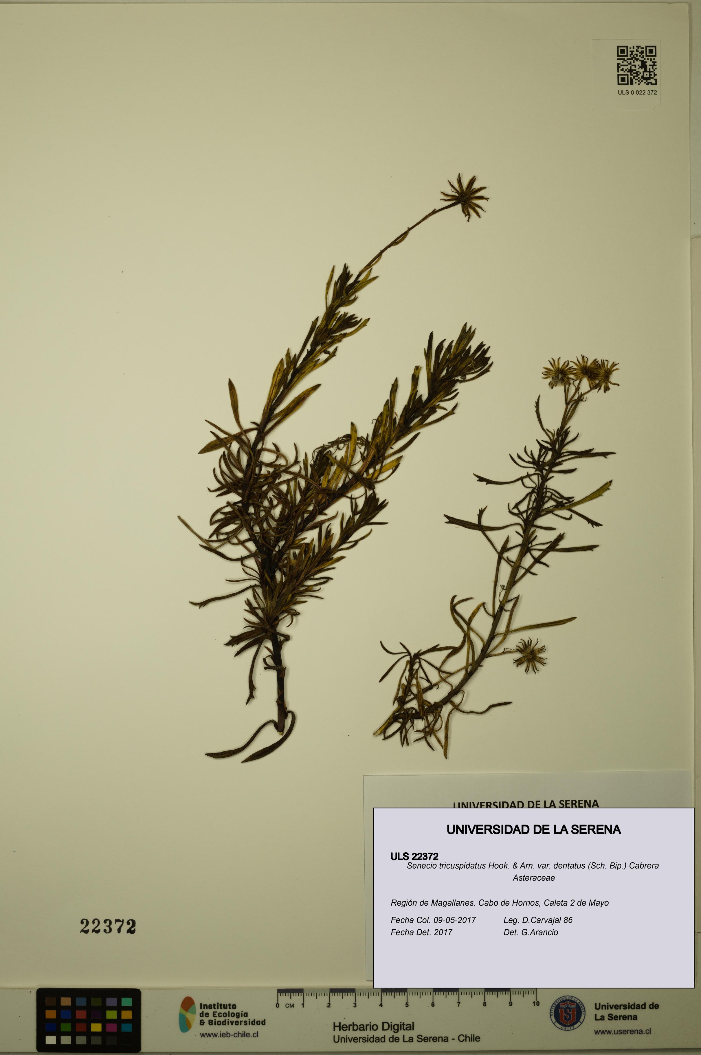 Senecio tricuspidatus [Espécimen: ULS:ULS:0022372]