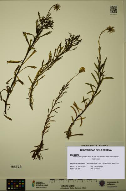 Senecio tricuspidatus [Espécimen: ULS:ULS:0022373]