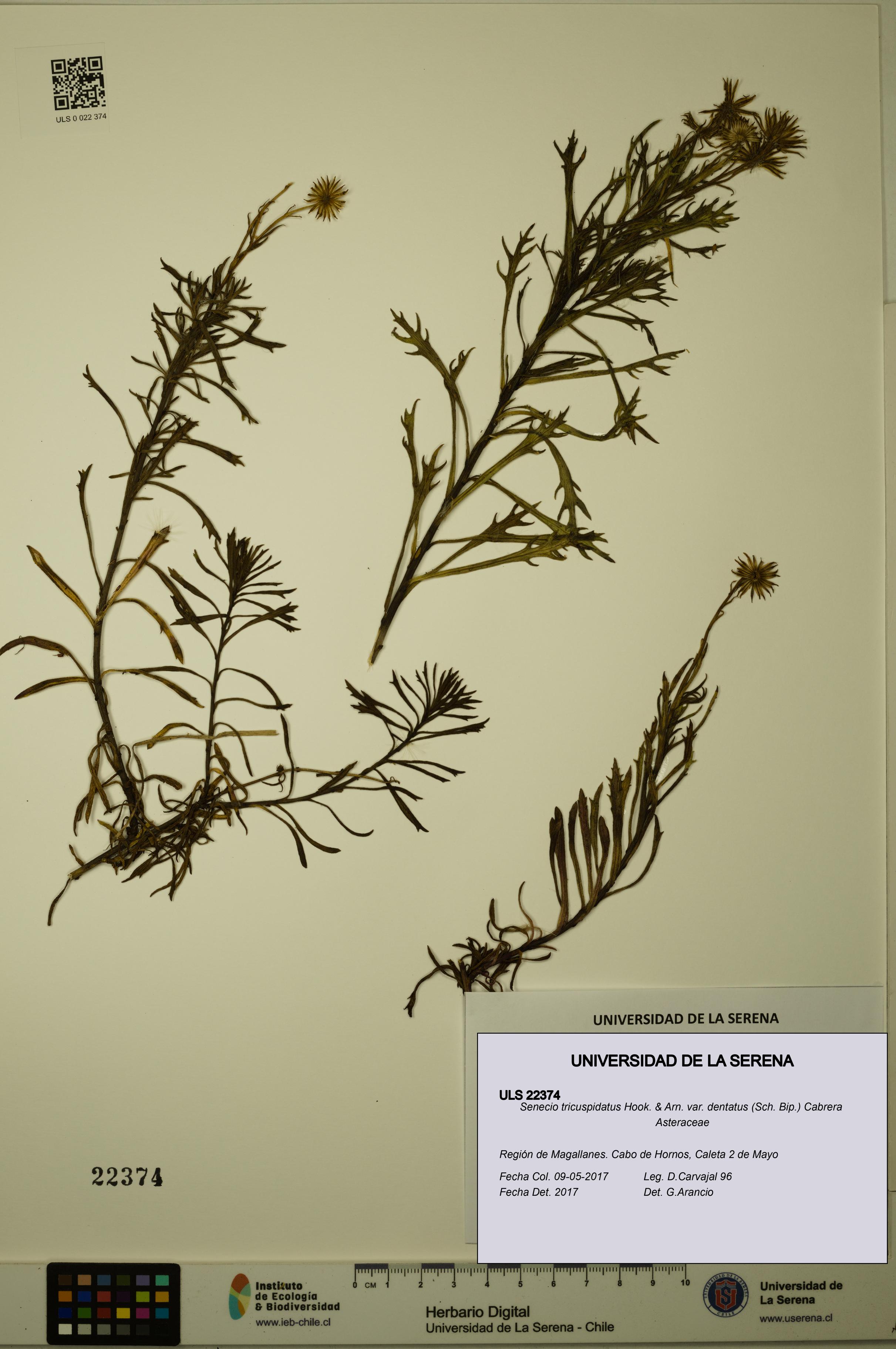 Senecio tricuspidatus [Espécimen: ULS:ULS:0022374]