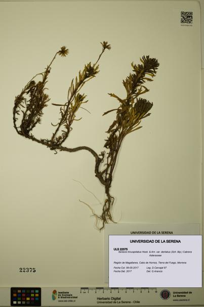 Senecio tricuspidatus [Espécimen: ULS:ULS:0022375]