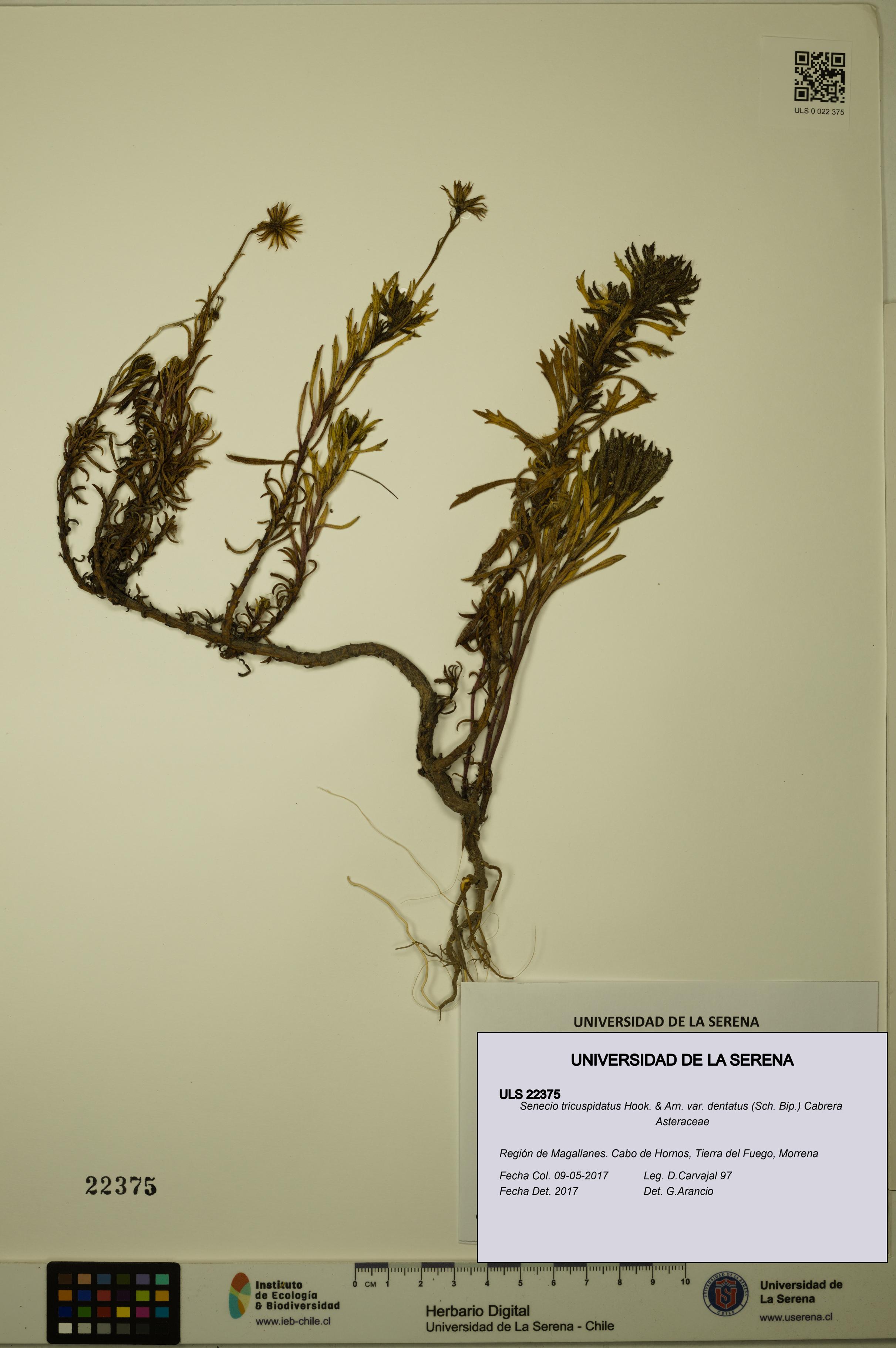 Senecio tricuspidatus [Espécimen: ULS:ULS:0022375]