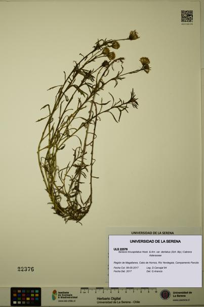 Senecio tricuspidatus [Espécimen: ULS:ULS:0022376]