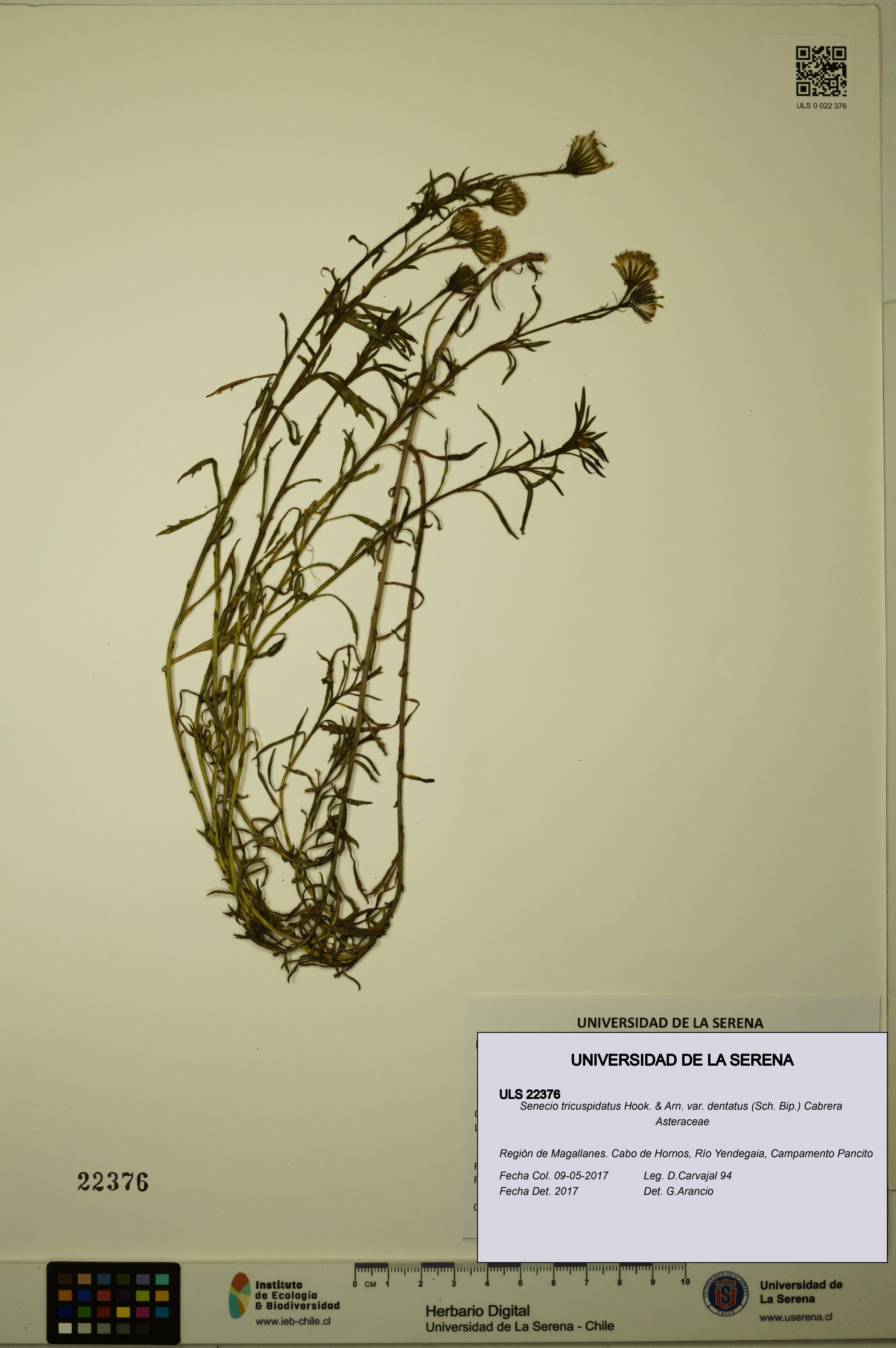 Senecio tricuspidatus [Espécimen: ULS:ULS:0022376]