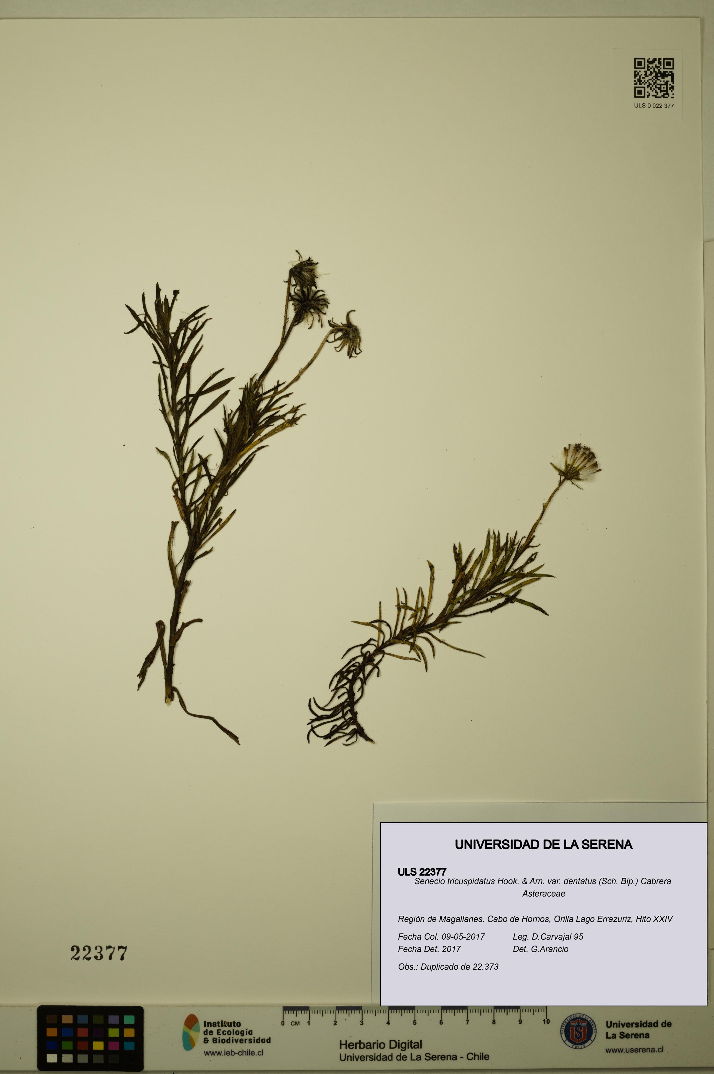 Senecio tricuspidatus [Espécimen: ULS:ULS:0022377]