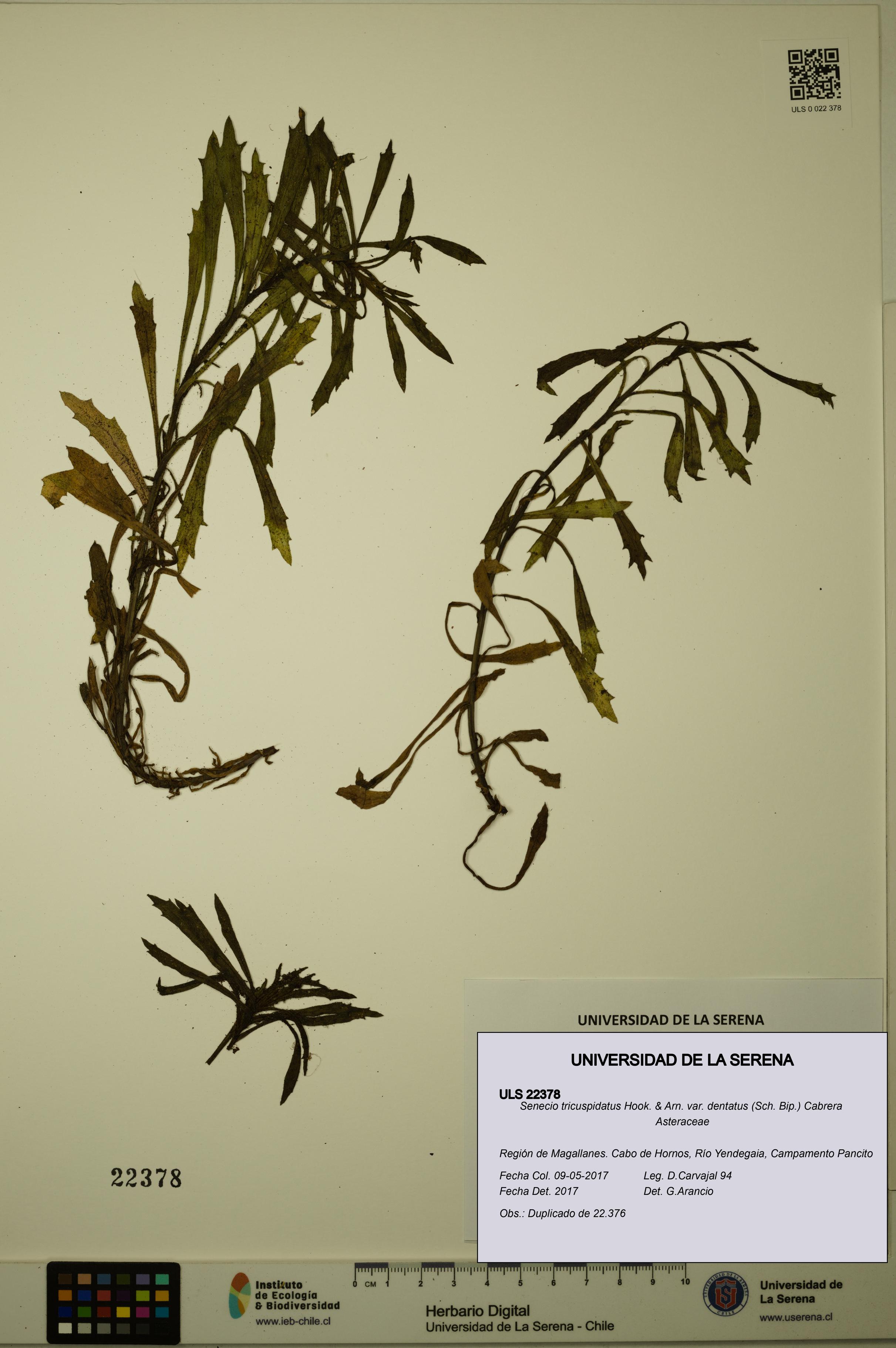 Senecio tricuspidatus [Espécimen: ULS:ULS:0022378]