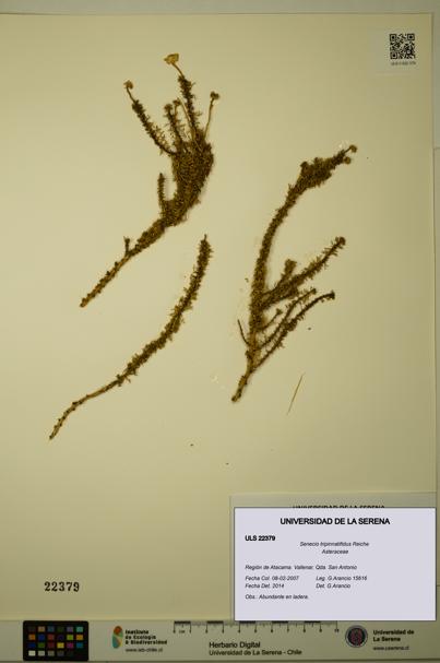 Senecio tripinnatifidus [Espécimen: ULS:ULS:0022379]
