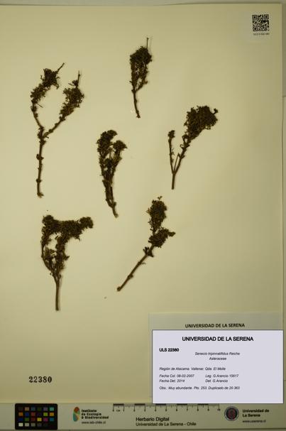 Senecio tripinnatifidus [Espécimen: ULS:ULS:0022380]