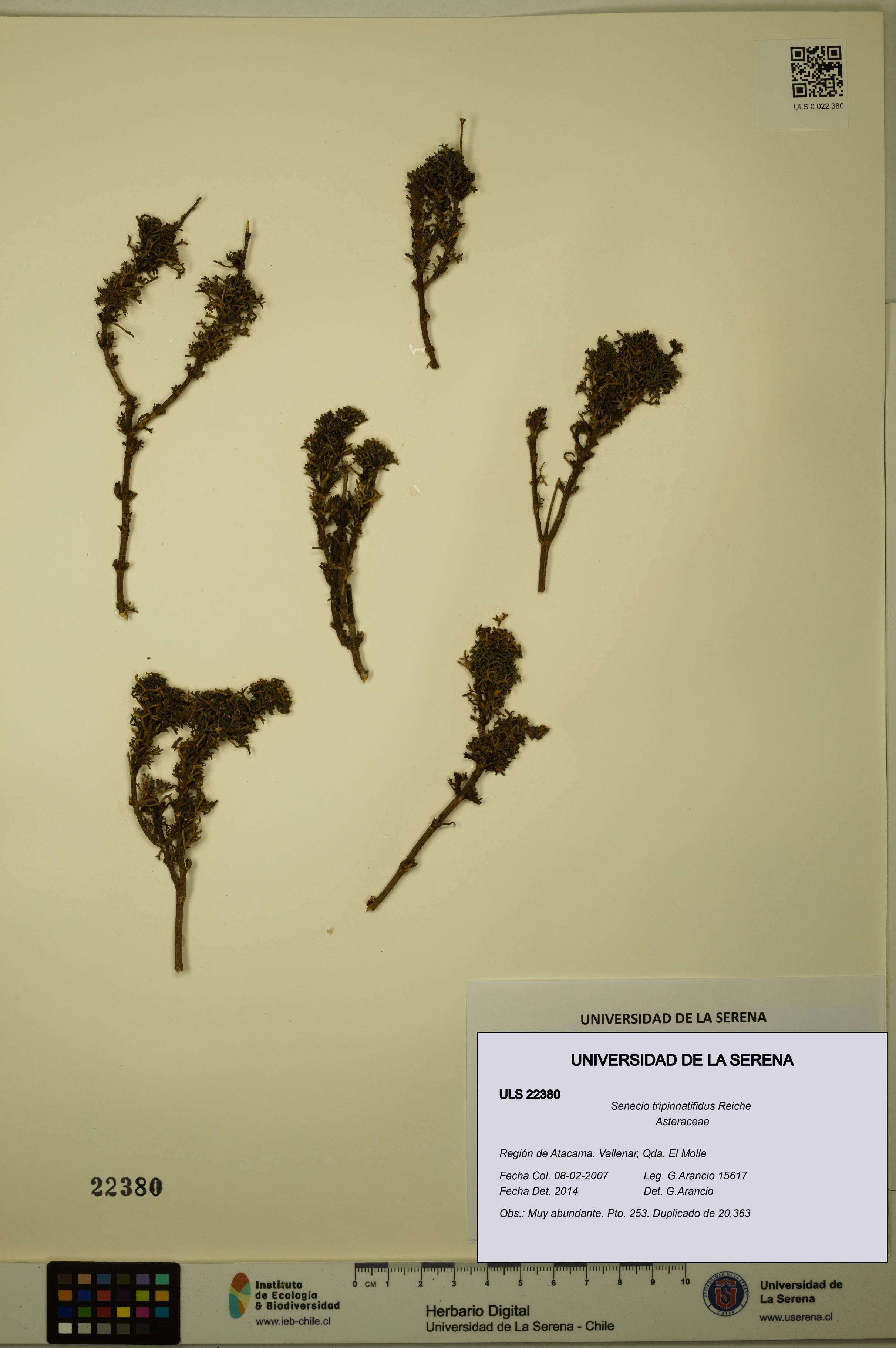 Senecio tripinnatifidus [Espécimen: ULS:ULS:0022380]