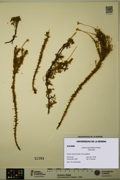 Senecio tripinnatifidus [Espécimen: ULS:ULS:0022381]