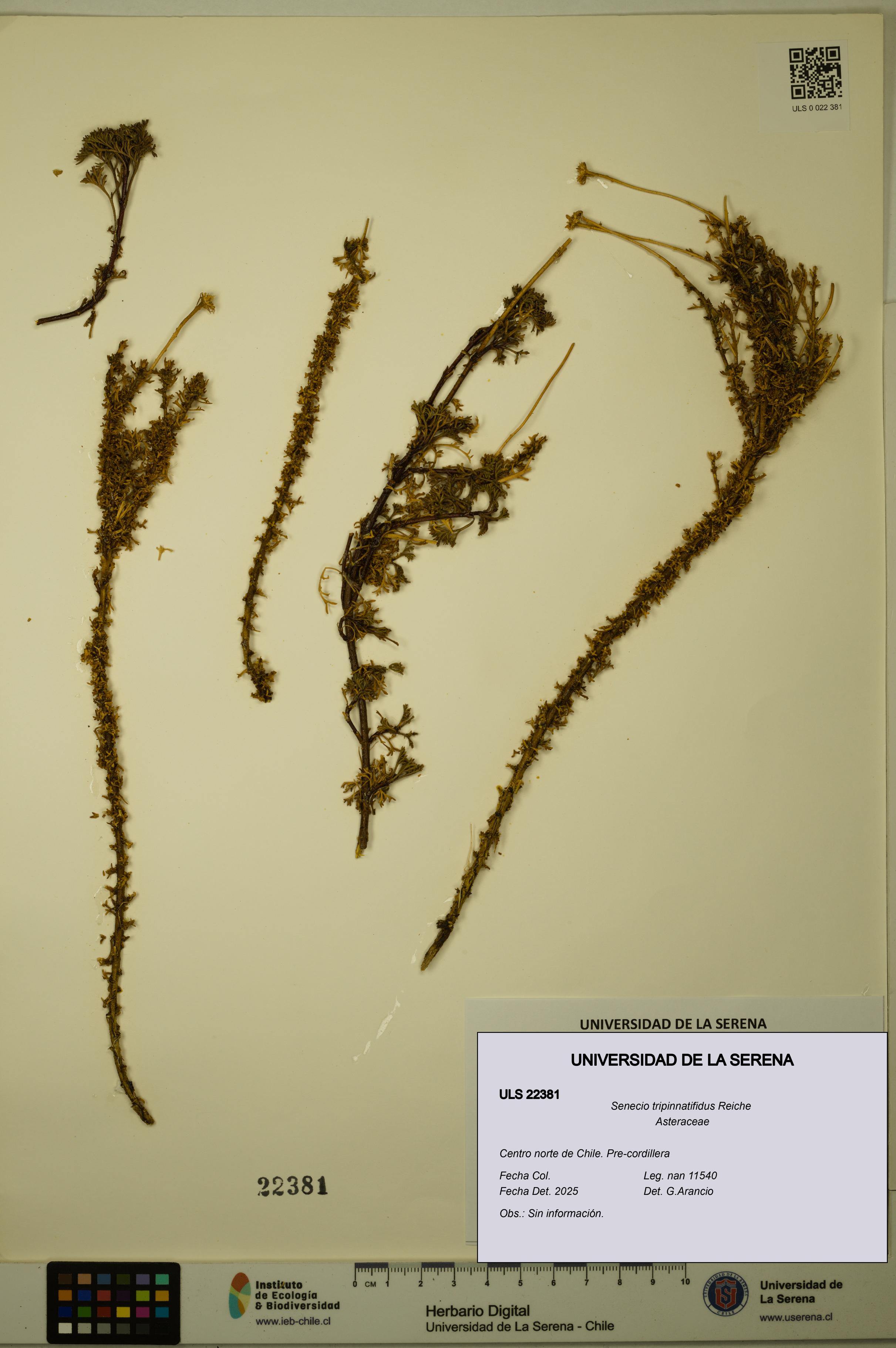 Senecio tripinnatifidus [Espécimen: ULS:ULS:0022381]