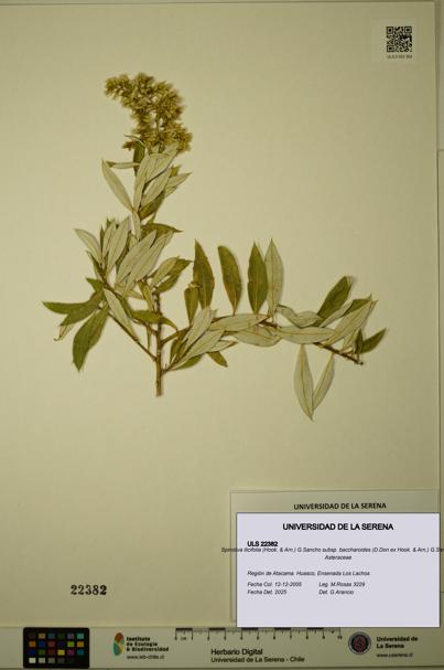 Spinoliva ilicifolia subsp. baccharoides [Espécimen: ULS:ULS:0022382]
