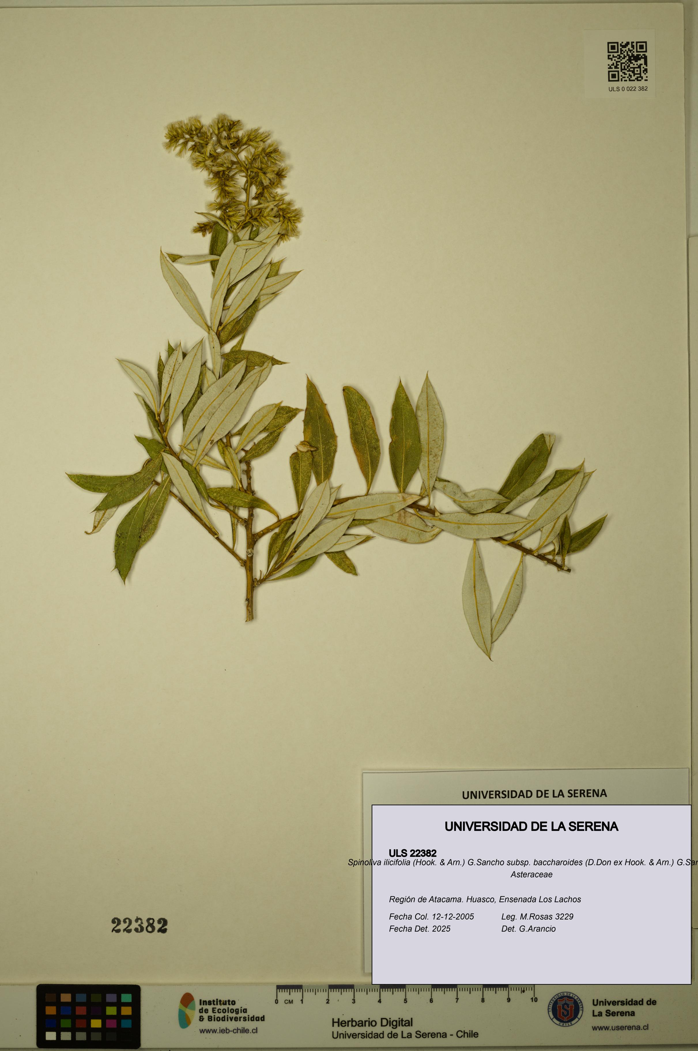 Spinoliva ilicifolia subsp. baccharoides [Espécimen: ULS:ULS:0022382]